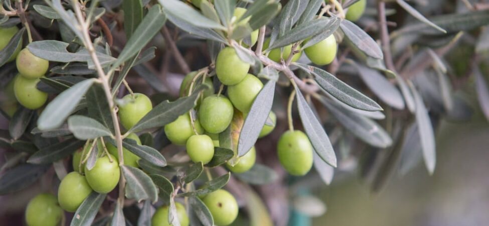 Zeytin Yaprağı Çayının Faydaları Nelerdir ?