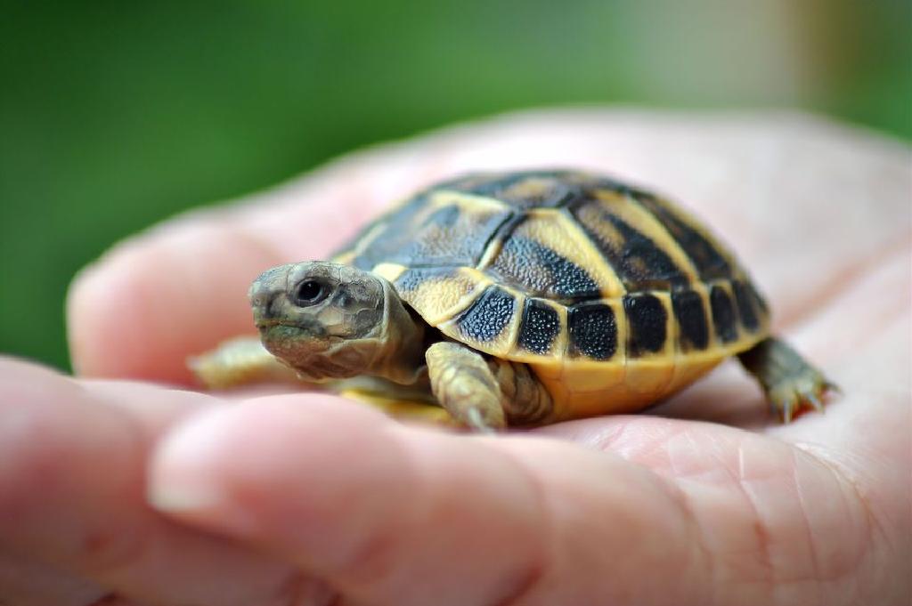 Kaplumbağa İsimleri Güzel ve Farklı