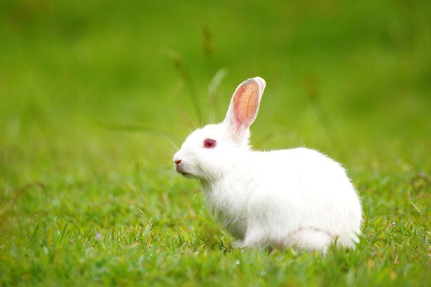 Rüyada Beyaz Tavşan Görmek Ne Anlama Gelir ? Ne Demektir ?