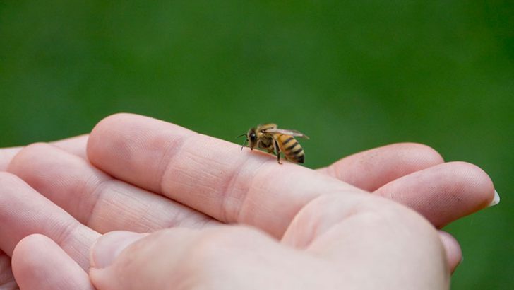 Arı Sokarsa Ne Yapılmalı ? Arı Sokmasına İyi Gelen Doğal Çözümler