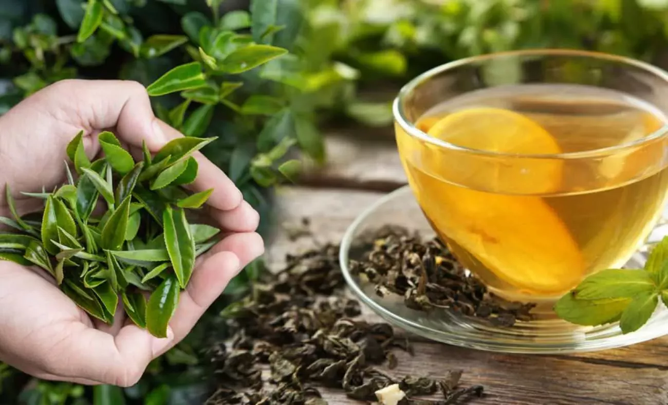 Yeşil Çay Nasıl Saklanır ? Yeşil Çay Ne Kadar Sürede Bozulur ?