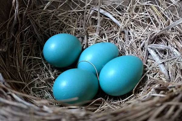 Mavi Yumurta Fiyatları 2023