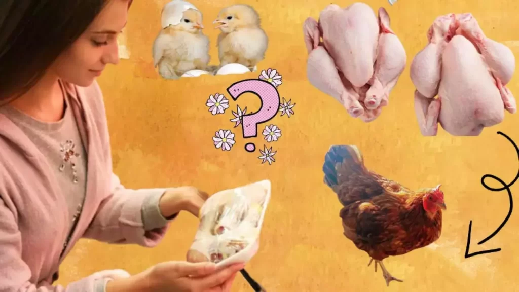 Organik Tavuk İle Normal Tavuk Arasındaki Fark Nedir